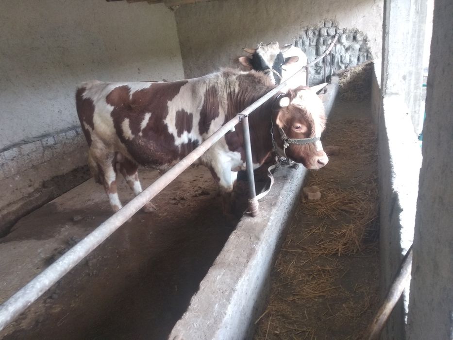 Салом алаекум 2та бука сотилади ёши 3, га бокилган 300кг  веси бор