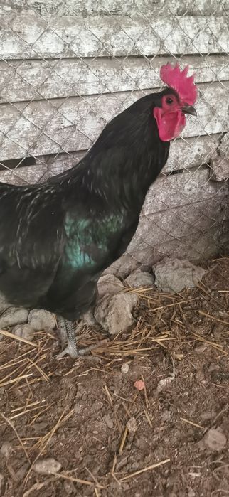 Cocoși buni de reproducere