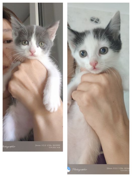 Мальчик котенок возраст 1м
