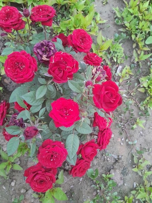 Atirgul kochatlari
