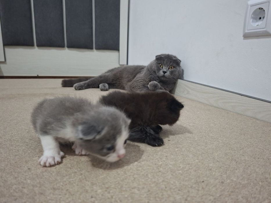 Срочно Продаётся  коты  скотиш
