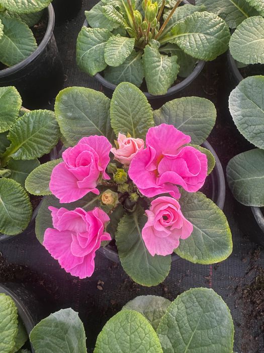 Primula la super pret