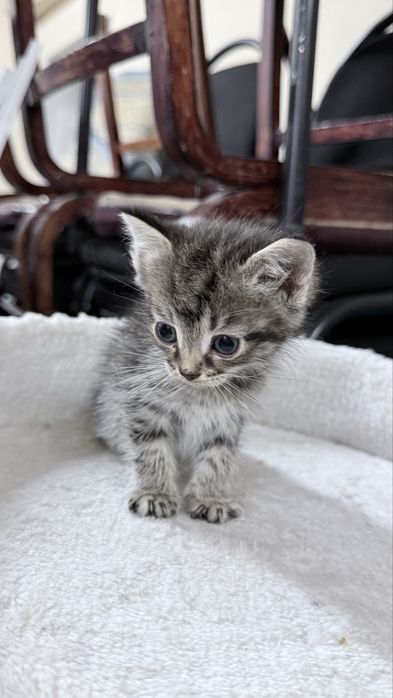 Котенок в добрые руки