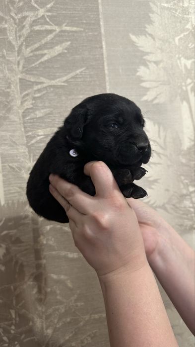 Щенки лабрадор.