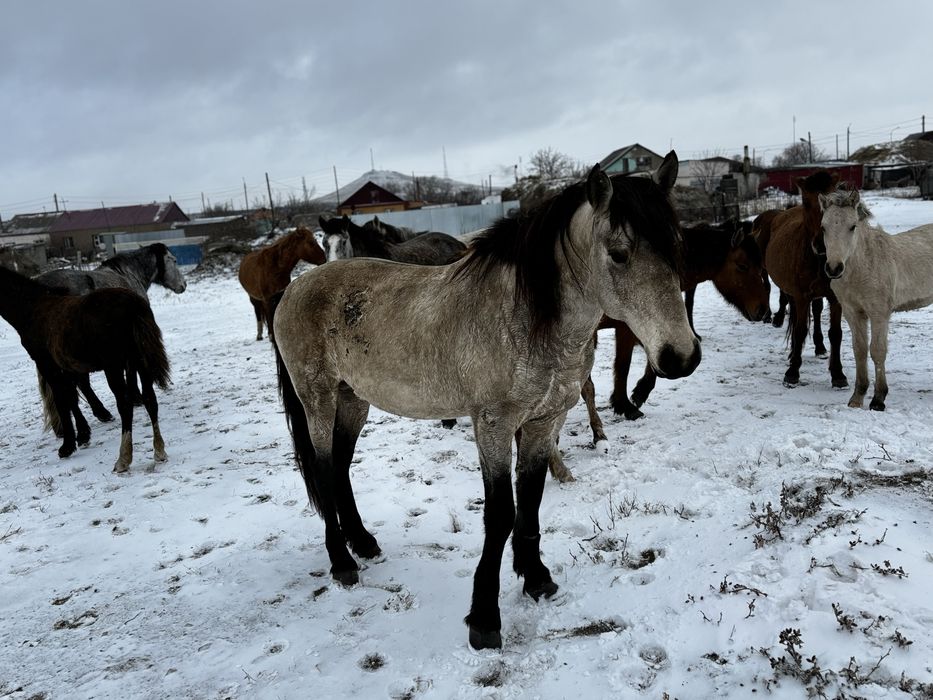 Айғыр  (Жеребец)