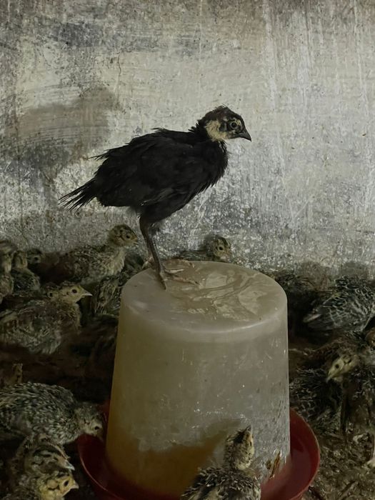 Pui de fazani comun si tenebros la 3 sapt