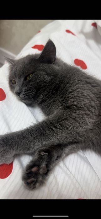 Кошка породистая