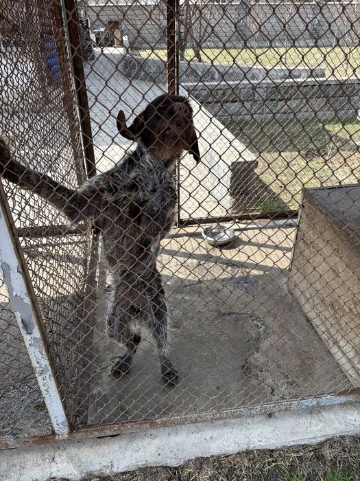 Дратхар  сука продам г алматы