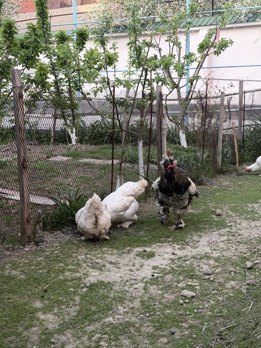 Brama Troyka Tuxumlariga zakaz olaman , jo’jalariyam bor