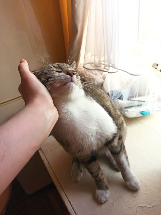 Нашёлся кот ищем хозяина