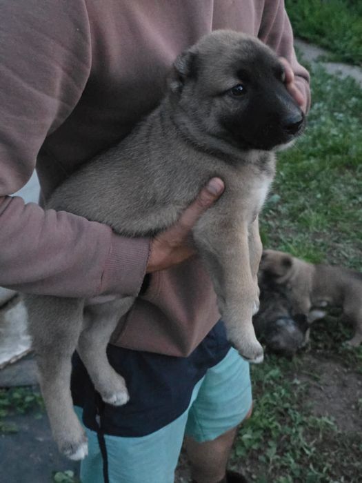 Щенки алабая 1.5 месяца
