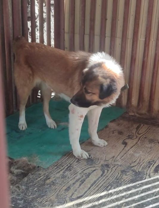 Отдам в хорошие руки алабай 3 года сука