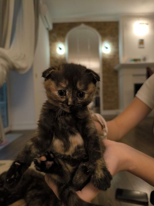 котята британцы чистокровки