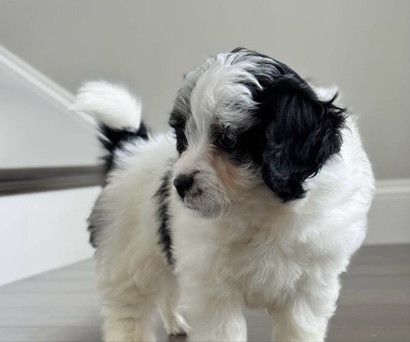 Bichon havanez 400 lei