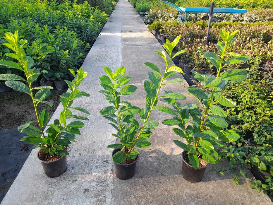 Лавровишна (Prunus laurocerasus)-30-40см