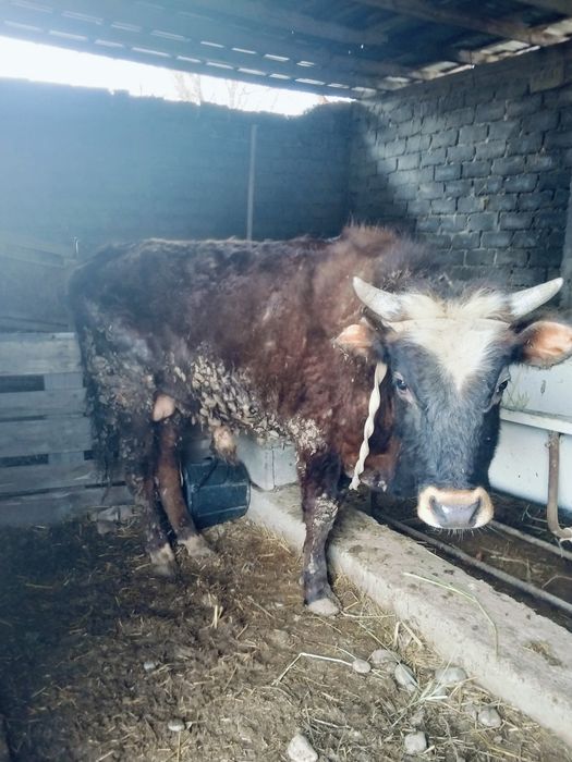 Бұқа Өгіз сатылады