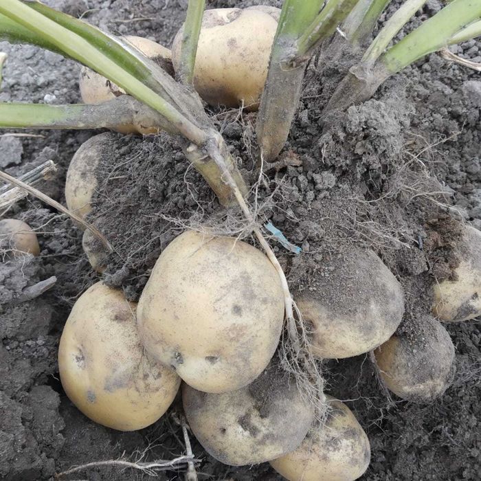 Продам дачу на Бобровке