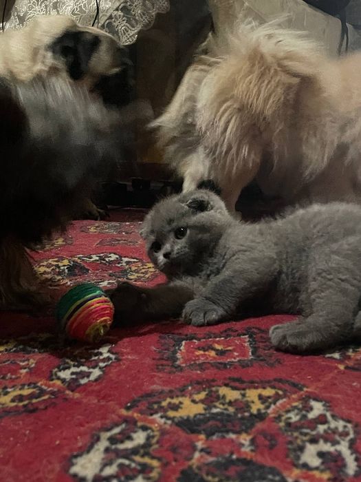 Шотландская вислоухая скотиш фолд