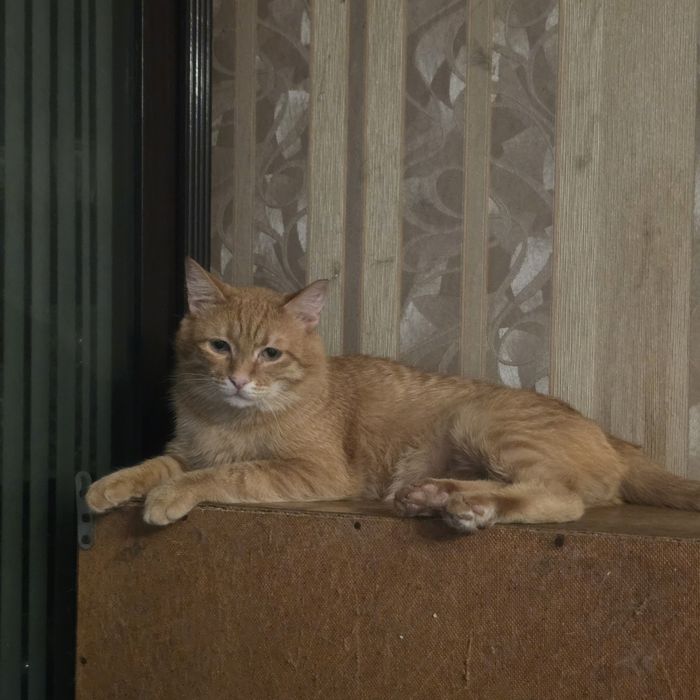 Лёвушка в поиске лучших хозяев