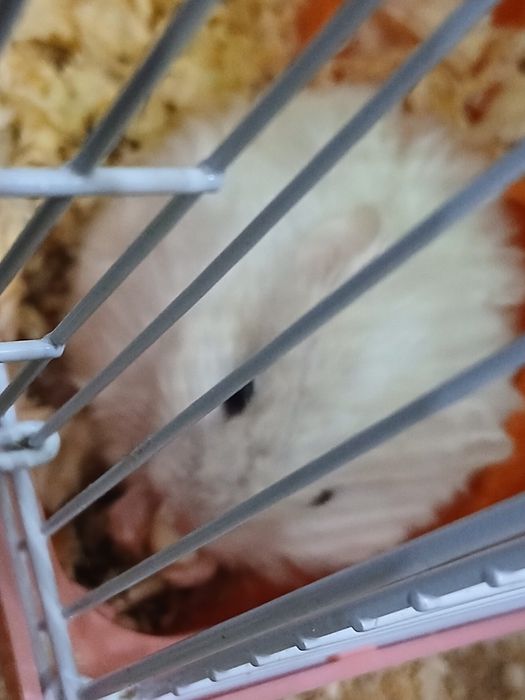 Сирийские хомяки