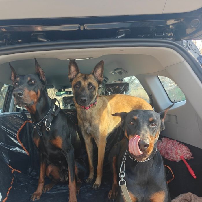 Зоотакси, зооняня,кинолог!