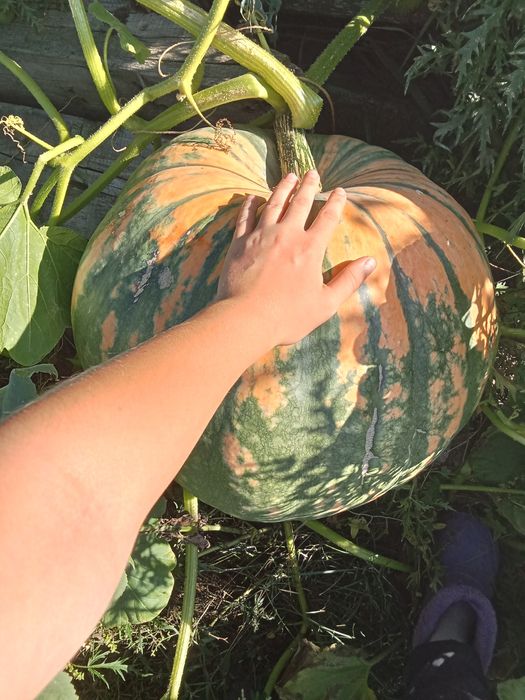 Таква домашняя большая