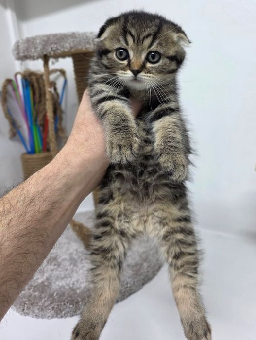 Шотландские котята