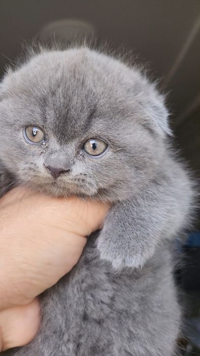 Тоза фолд мушук сотилади 2 ойлик огил киз борр