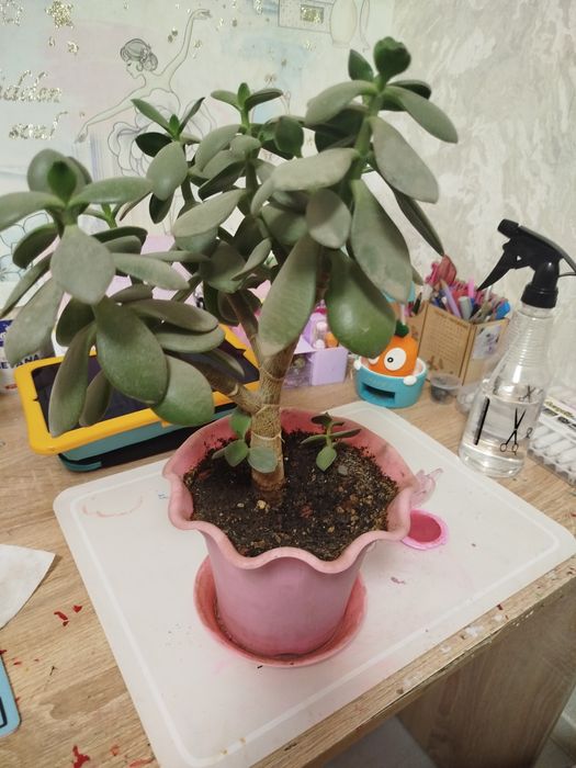 Комнатное растение толстянка (денежноедерево)