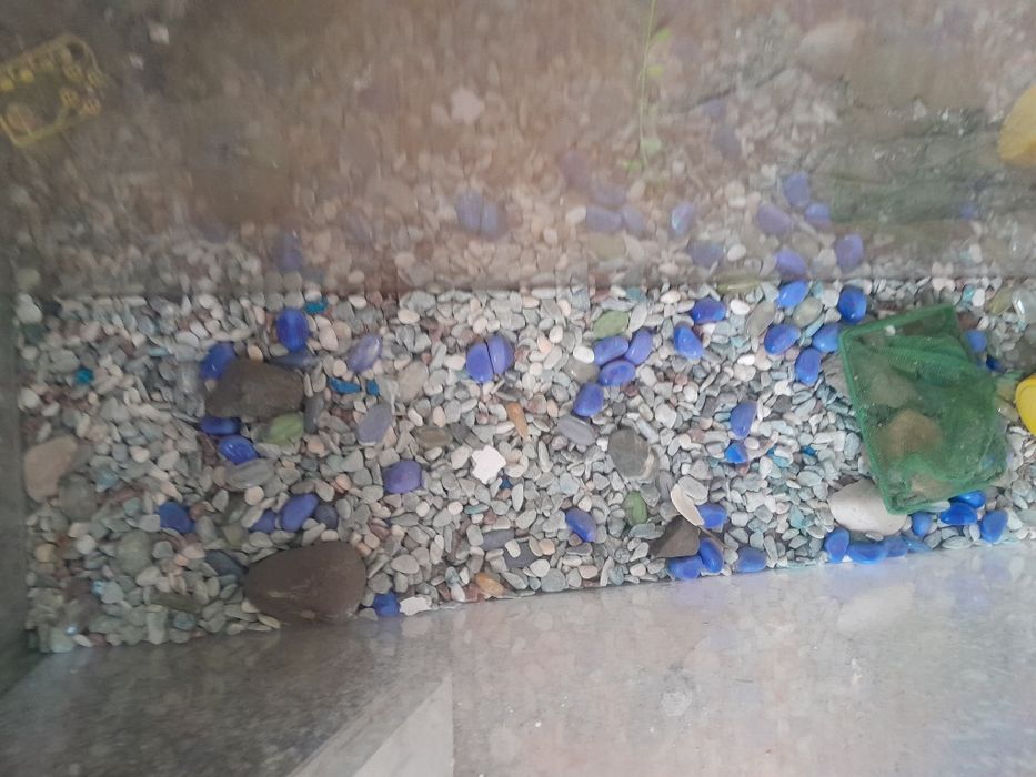 Аквариум  20.000