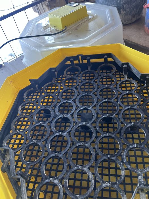 Vând incubator cleo 5