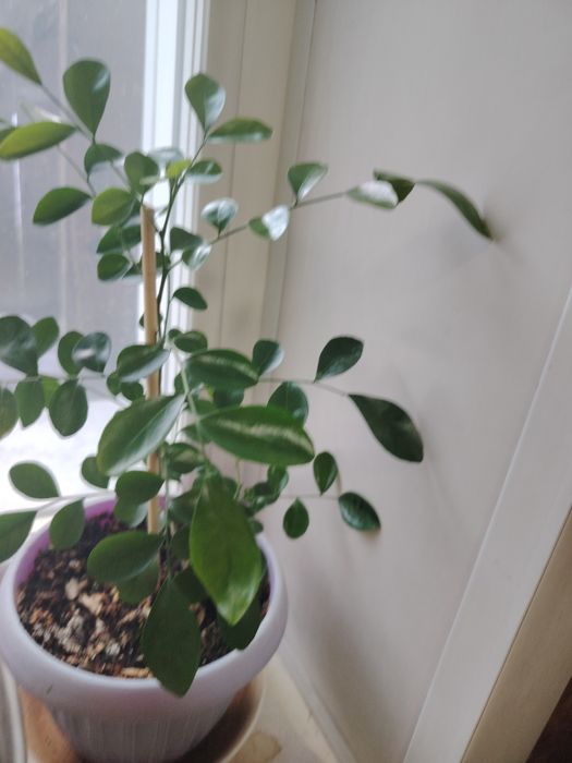 Продам мурайю. Высота 28см