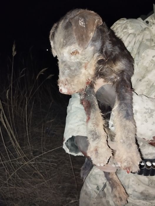 Ягтерер коричневый вязка