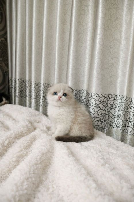 Скоттиш Фолд мушик