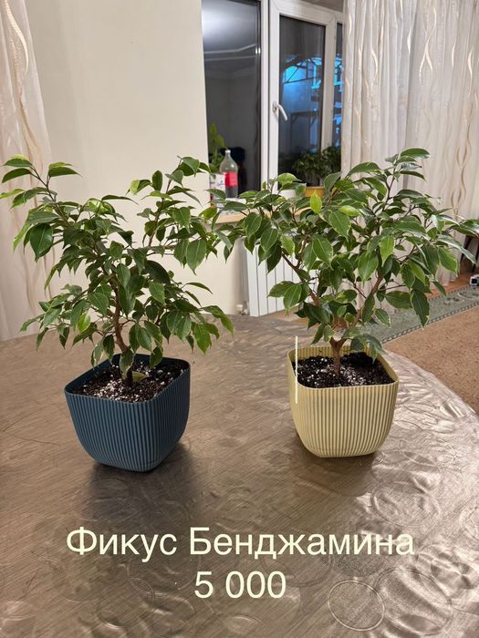 Фикус Бенджамина, Драцена, Женское счасть, 
Драцена Маргината
Драцена