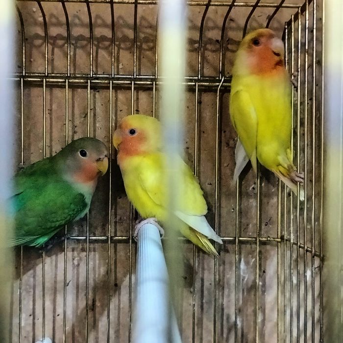 Попугай Неразлучник