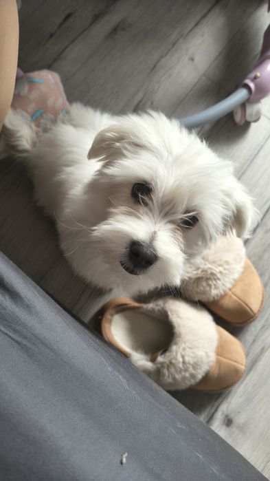 Bichon Maltez baiat 4 luni