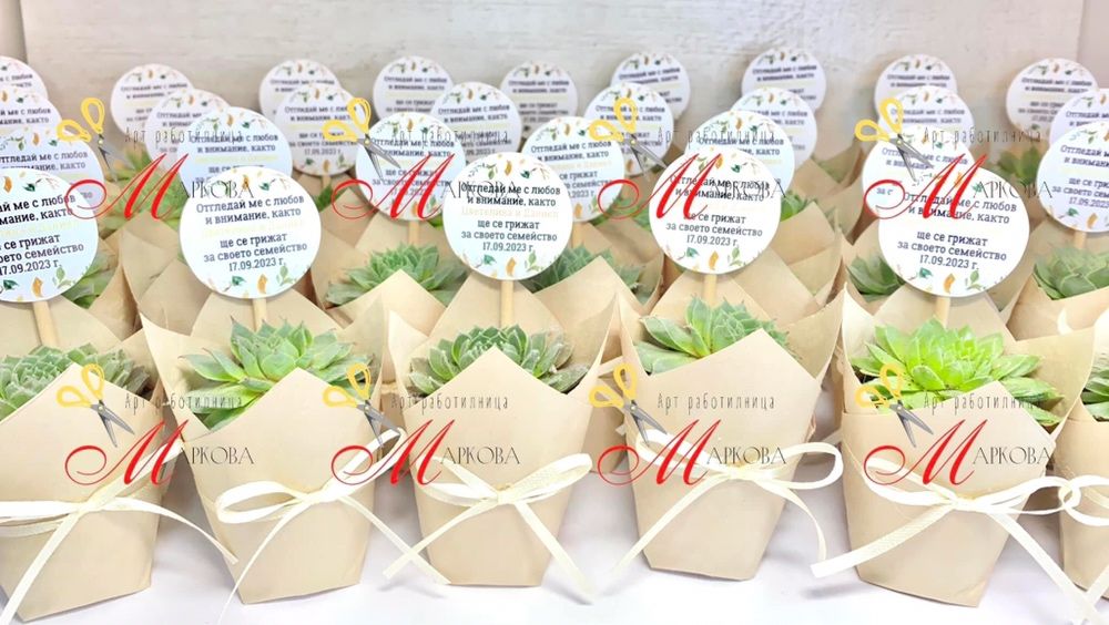 Сукуленти,подаръци за гости,кръщене,подаръци за гостите,подаръци цветя