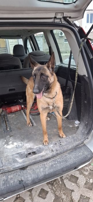 Белгиска овпарка малиноа