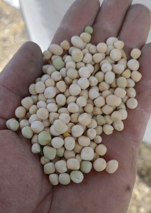 Mazăre selectată, Porumb