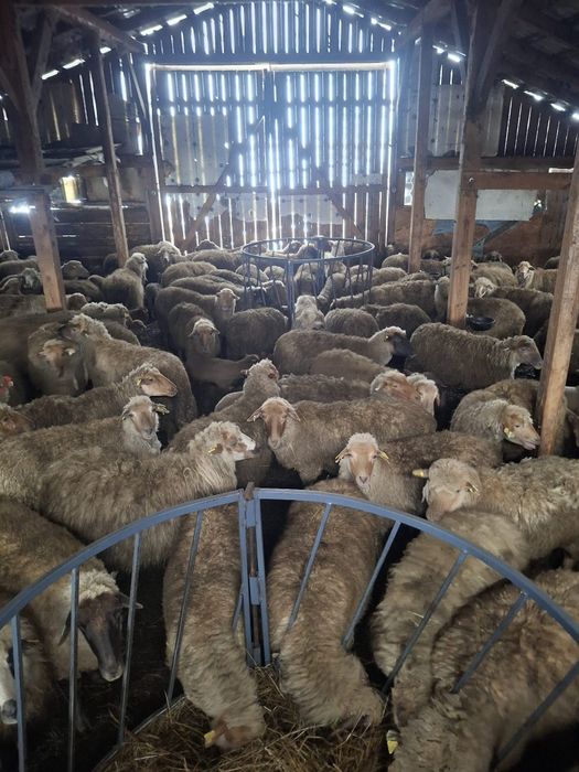 Oi de vânzare 200 bucăți