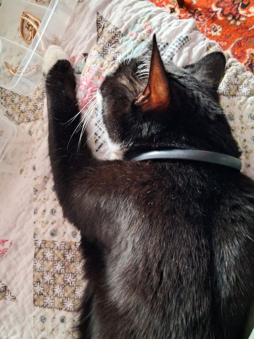 Кот чёрнобелого окраса