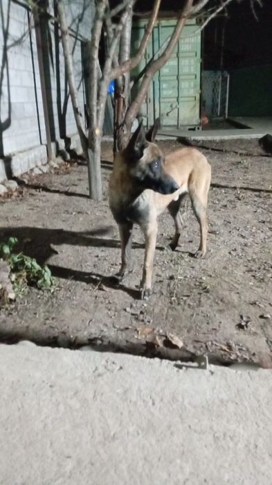 Продам бельгийскую овчарку