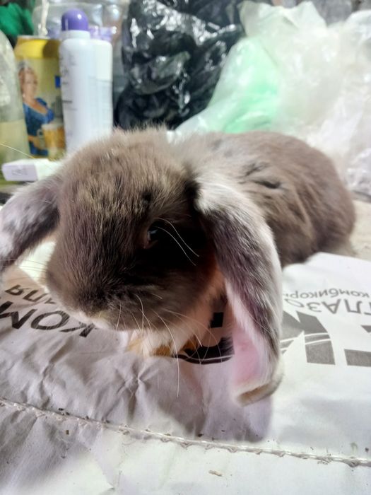 Продаются крольчата