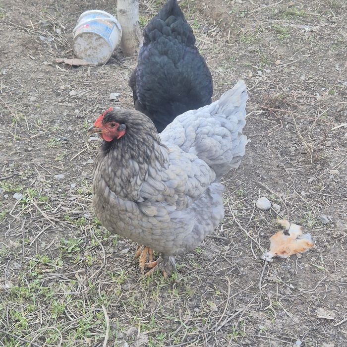 Тауық сатылады .