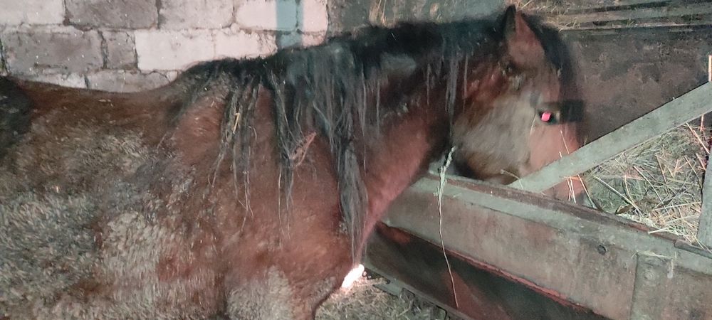 Продам кобылу с открома, бие откромдан