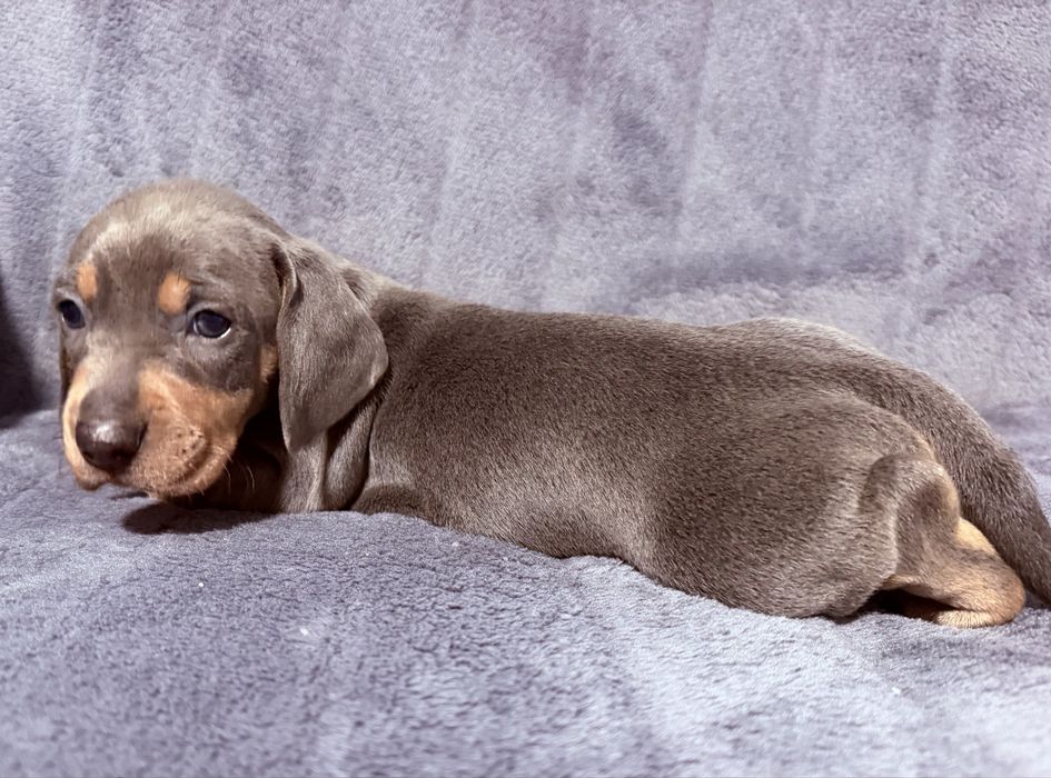 Teckel arlechin blue