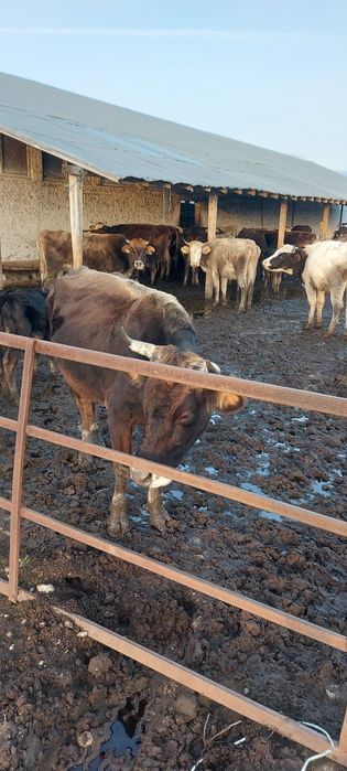 vite si vacii de vanzare.