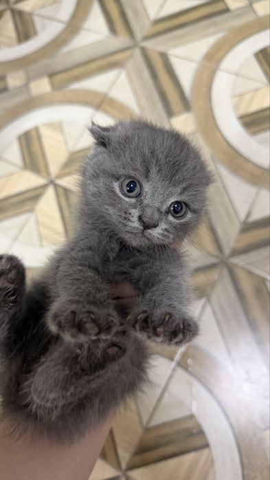 Котята / скоттиш страйт и скоттиш фолд
