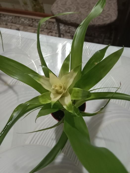 Гузмания маленький цветок продам